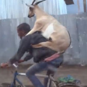 ماعز يركب على ظهر صاحبه فوق دراجة وسط الطريق 