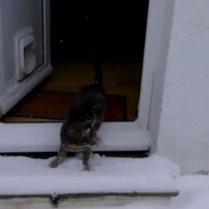 بالفيديو: شاهد ردة فعل القطة عندما تُشاهد الثلوج لأول مرة 