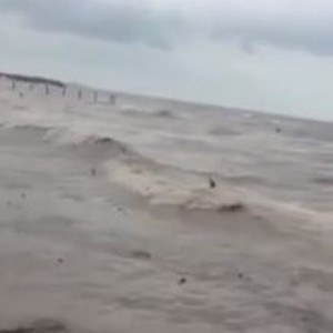 فيديو طريف لمجموعة من الطيور تحاول الطيران عكس اتجاه الريح 