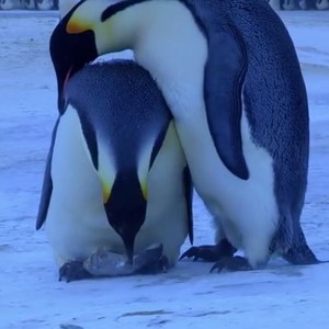 بالفيديو: عائلة من البطاريق تحاول ايقاظ ابنها الذي مات متجمدا وسط حزن شديد