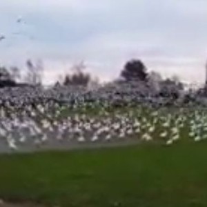 فيديو : ملايين الطيور تهاجم المصور فجأة .. إنه تسونامي الطيور