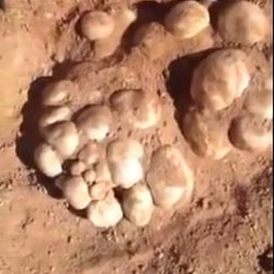 مواطن يعثر على عناقيد كبيرة من الفقع بشكل نادر   