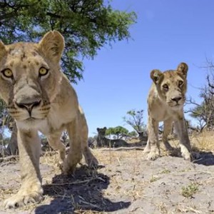 كاميرا تتسلل بين الاسود وتحقق 3 ملايين مُشاهدة خلال أسبوع 