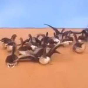 بالفيديو: طيور غريبة تُشاهد للمرة الاولى في صحراء النفوذ