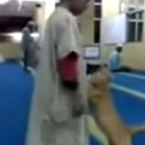 شاهد ماذا فعلت القطة بالطفل الصغير أثناء صلاته في المسجد 