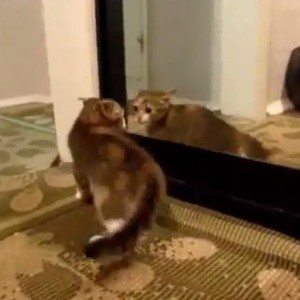 حيوانات ترى نفسها للمرة الأولى في حياتها