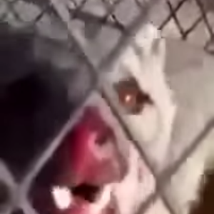 شاب يمني ينجح بصيد "حيوان غريب" افترس عدداً من أغنامه 