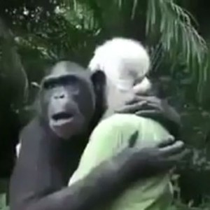  شمبانزي يعانق منقذه من الموت في لحظة وداعه 