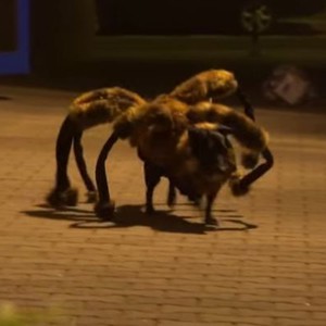 أمريكي يُلبس كلبه رداء عنكبوت لتنفيذ أقوى مقلب لعام 2014