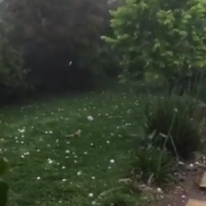 شاهد: أسترالي يوثق ضخامة حبات البرد التي تساقطت على بلدته عصر الجمعة 