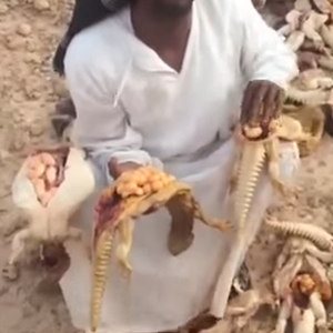 مشهد مؤلم لسُعودي يرتكب مجزرة حقيقية بحق إناث "الضبان" 