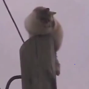 بالفيديو: فشل محاولة إنقاذ قطة بالرغم من الإمساك بها !