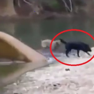 بالفيديو: كلب يصارع في النهر لإنقاذ كلبين عالقين على متن قارب