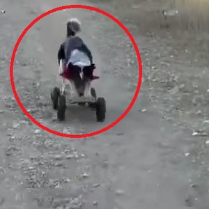 بالفيديو: كلب متعدد المواهب.. يفعل ما قد لا يخطر بالبال