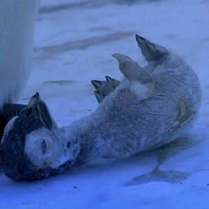 شاهد ردة فعل طيور البطريق لحظة وفاة صغيرها مُتجمداً