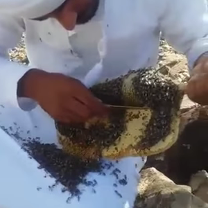 إماراتي يتحدى آلاف النحلات بيدين عاريتين