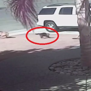 بالفيديو: قط ينقذ طفلاً من أنياب كلب !