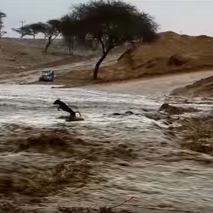 كلب يُنقذ نفسه من سيلٍ جارف شرق مكة باللحظة الأخيرة