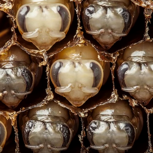 لأول مرة: مشاهد نادرة لنمو يرقة النحل داخل الخلية حتى تفقس