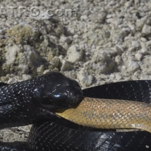 معركة شرسة بين ثعبانين تنتهي بإلتهام أحدهما للآخر