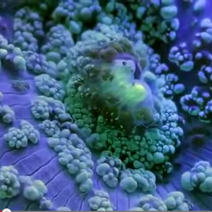 بالفيديو: شاهد الحياة السريّة للكائنات البحرية تحت تدقيق كبير بالكاميرا