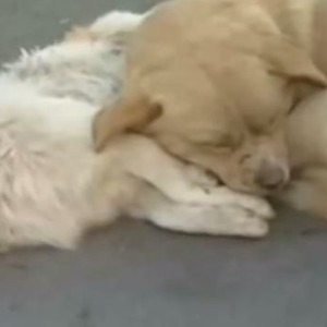 قصة وفاء لكلب رفض ترك صديقته حتى بعد موتها 