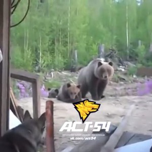 عامل في حديقة الحيوان يُصور لحظة مقتله ويحقق مليون ونصف مشاهدة! 