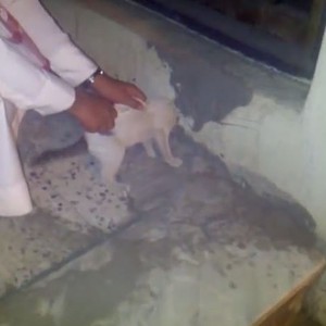 إنقاذ ناجح لقطة صغيرة علق رأسها بفتحة تصريف المياه