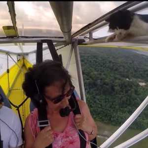 رُكّاب طائرة شراعية يتفاجؤون بوجود قطة تسللت خلسةً إلى طائرتهم 