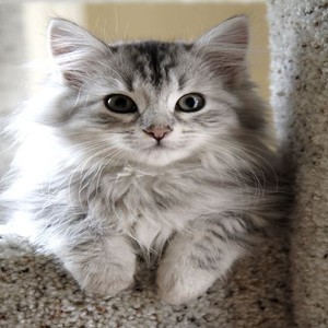 قطّة تهب لنجدة طفل رضيع يتعرض لضرب "مُصطنع" من والده