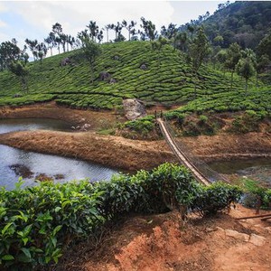 Munnar, des milliers d&#39;hectares de plantations de thé en pleine nature