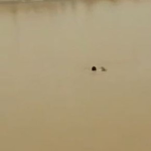 بالفيديو: نزل للسباحة في سد الدرعية فكاد أن يغرق