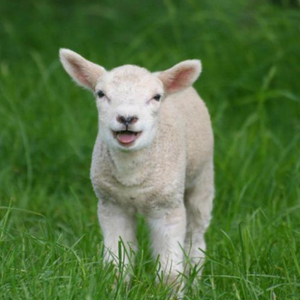 عملية إنقاذ غير مدروسة لحَملٍ كادت أن تُنهي حياته 