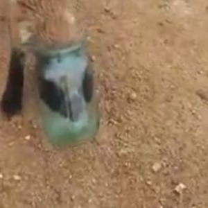 بالفيديو: ثعلب يطلب النجدة بعد أن علق رأسه في زجاجة!