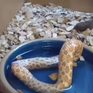 لن تُصدق ما ستراه.. أفعى تبتلع نفسها من شدة الجوع 