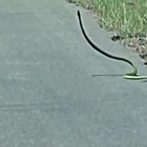 أفعى تتصرف بغرابة بعد أن عبرت طريق من الاسفلت تحت لهيب الشمس 