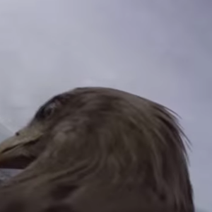 تصوير لمدينة باريس من كاميرا مُثبته على ظهر صقر 