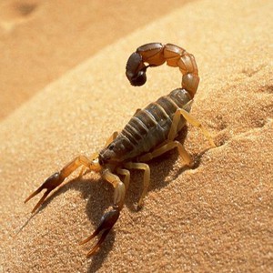 بالصور: شاهد كيف بدت المدينة المنورة عقب تساقط الامطار اليوم 