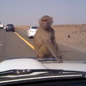 بالفيديو: مئات القرود تنتظر ضيوف الرحمن على طريق مكة – المدينة!