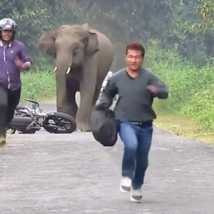 فيل غاضب يضع شابين تايلنديين في موقف لا يحسدان عليه