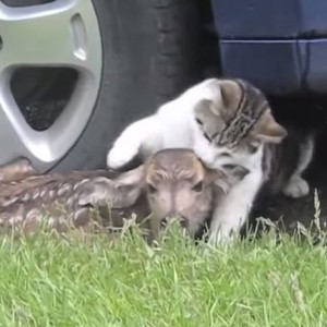  غزالة تنتقـم لصغيرها من كلب وقط تسببا له بالإصابه