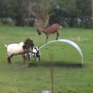 حتى الماعز لها وقت مُخصص للعب والترفيه .. وعلى طريقتها الخاصة  