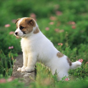 "جرو" يحقق أكثر من ثلاثة ملايين مُشاهدة لطرافته 