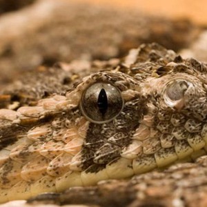 تعرف على أكثر الثعابين خطورة و إنتشاراً في شبه الجزيرة العربية 