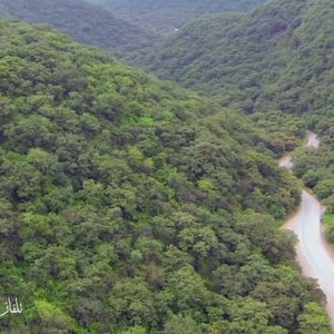 فيلم وثائقي - إلى جينين | قصة رعي وخطول الإبل في محافظة ظفار في سلطنة عُمان