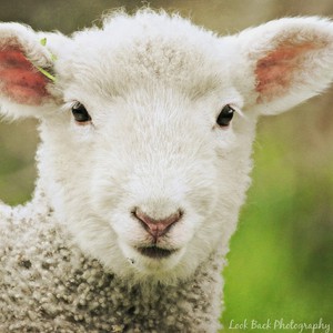 فيديو رائع وبسيط: تعلم كيف تختار أضحيتك