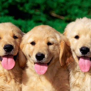 شاهد كيف تصاب الكلاب بالدهشة من الخدع السحرية!