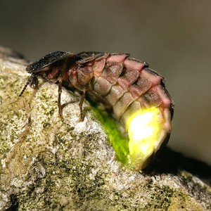 مبتعث سعودي يعثر على حشرة ضوئية غريبة في الظلام  