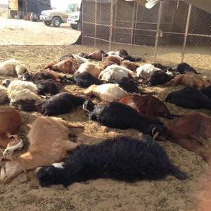 تبوك.. نفوق 42 رأس أغنام في العصيلة بسبب صاعقة رعدية