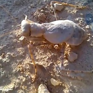 رصد حشرة غريبة تشبه الحجارة في الصحراء السعودية